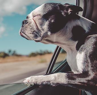 Seatshield Back Seat Cover for Dogs - Gray